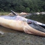 ballenas_chile-650x360