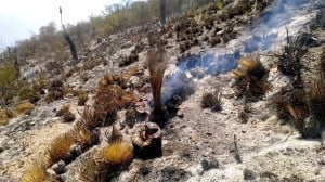 INCENDIO TULA (1)