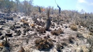 INCENDIO TULA (2)