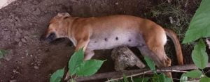 perros1