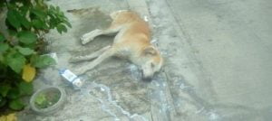 perros2