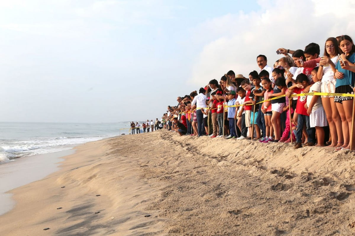 Liberan Cr As De Tortugas Lora En Playa Miramar Noticias Siete