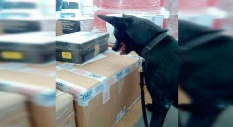 Decomisan 5 maletas con cocaína en Aeropuerto de la Ciudad de México