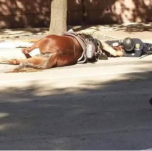Policía consuela a su caballo agonizante ¡y conmueve al mundo!