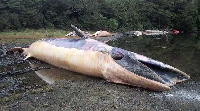 Hallan 337 ballenas muertas en costas de Chile