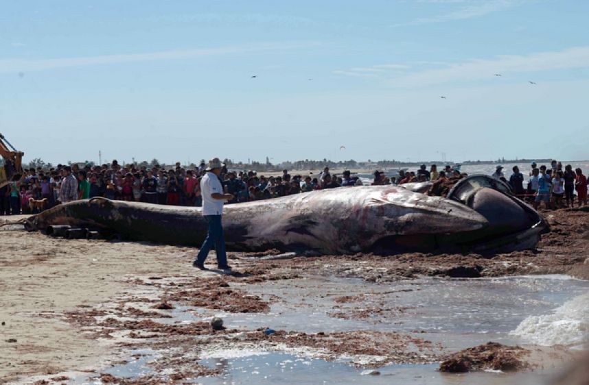Encuentran cadáver de ballena de 12 metros en Yucatán