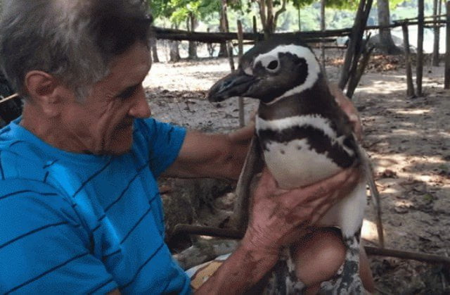 Pingüino recorre 8 mil kilómetros para ver a quien lo salvó