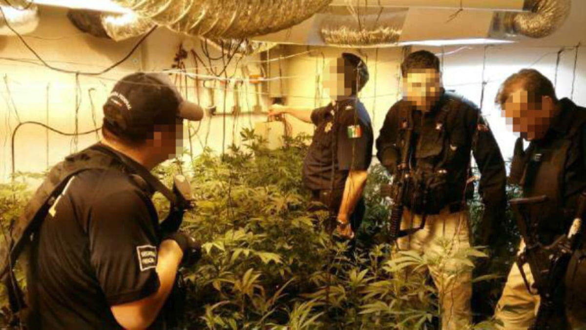 Aseguran plantíos de marihuana en invernadero
