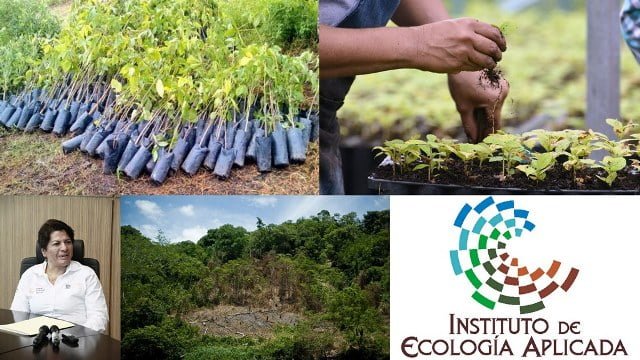 Estudian bosques de Tamaulipas para reducir gases efecto invernadero