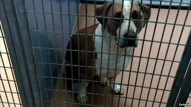 Perro mata a bebé recién nacido