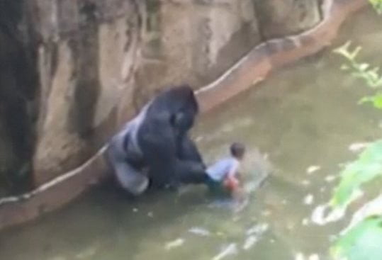 Matan a gorila para proteger a niño que cayó en su jaula (VIDEO)