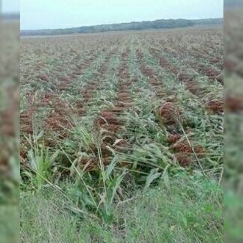 Pierden cultivos por lluvias