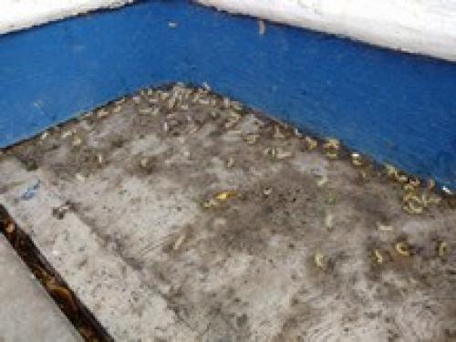 Plaga del gusano quemador afecta a Matamoros