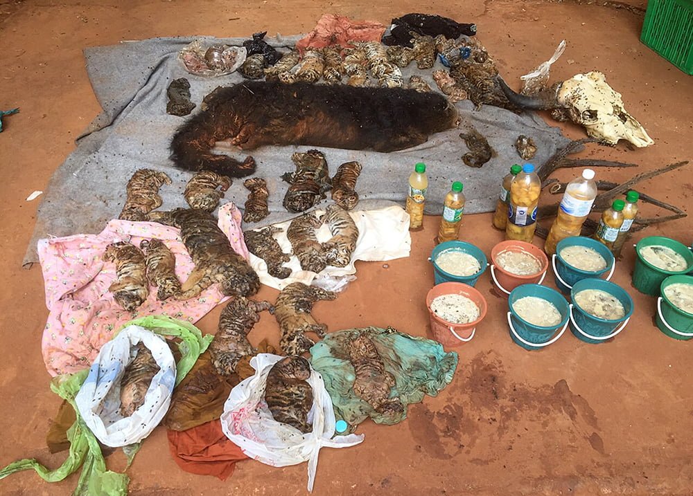 Hallan 40 cachorros de tigre muertos en templo budista (Video)
