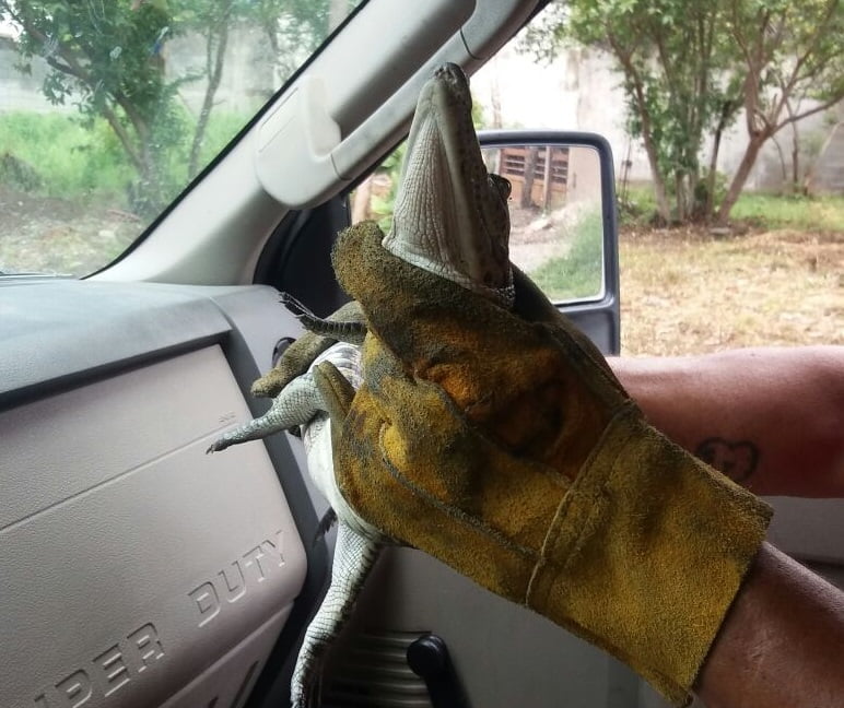 Encuentran cocodrilo en vivienda en Cd. Victoria