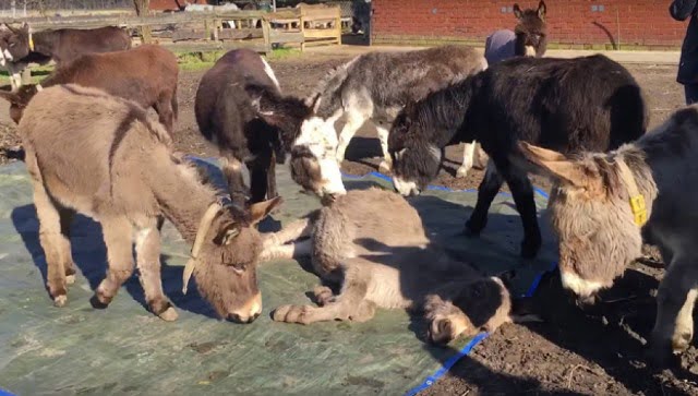 Burros lloran por muerte de su compañero (VIDEO)