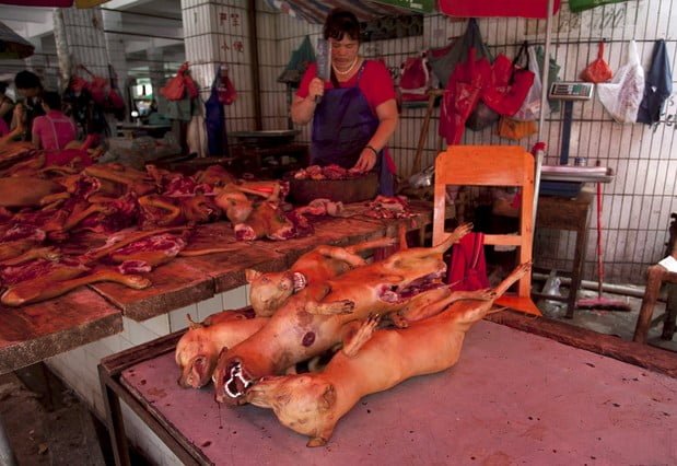 Alistan festival de carne de perro en China
