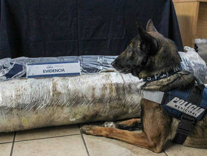 Asegura perro policía 45 kilos de marihuana
