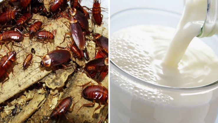 Expertos recomiendan tomar leche de cucaracha
