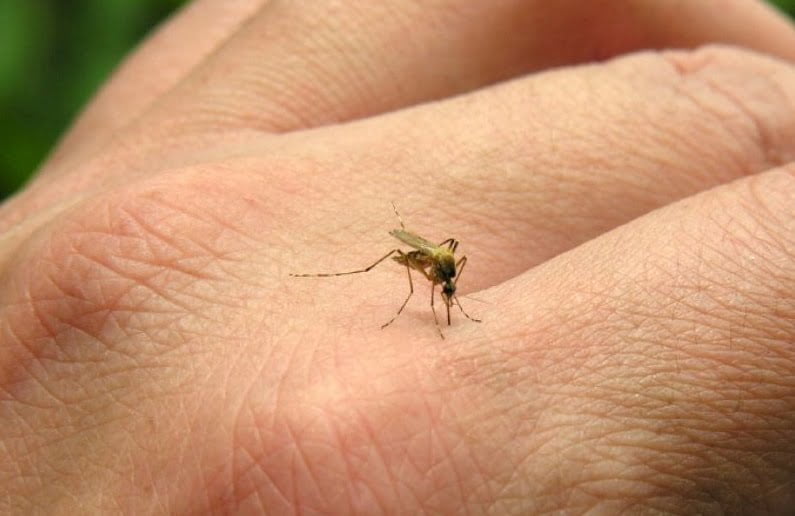 Confirman primer caso de Chikungunya en Reynosa