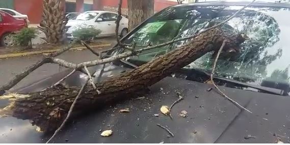 Cae rama y destroza parabrisas en Victoria (VIDEO)