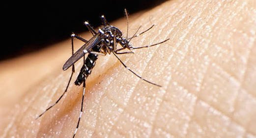 Confirman 3 casos de Zika en Tamaulipas