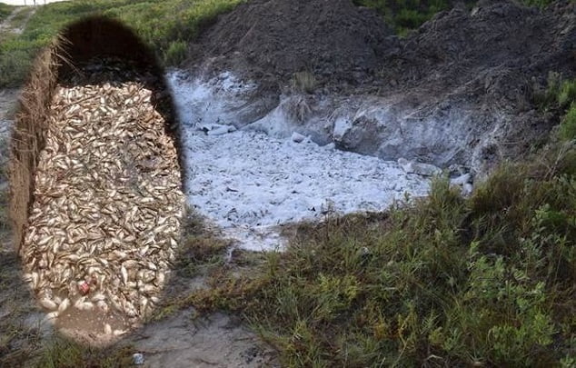 Suman 3.3 toneladas de peces muertos por la marea roja