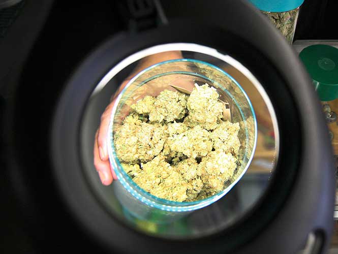 Alertan sobre nuevas formas para consumo de marihuana