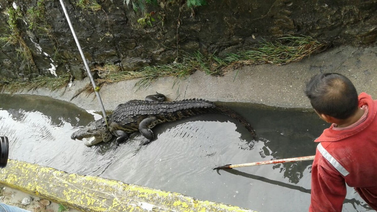 Capturan a cocodrilo en dren pluvial de Tampico