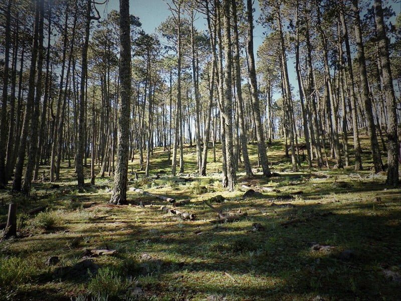 Jóvenes cristianos perdidos en sierra de Miquihuana