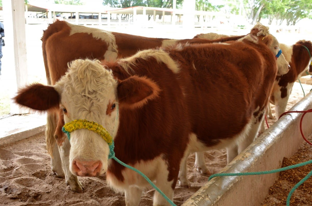 Realizará Desarrollo Rural primer Foro de Bovinos Leche