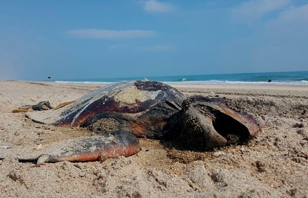 Encuentran otra tortuga muerta en Madero