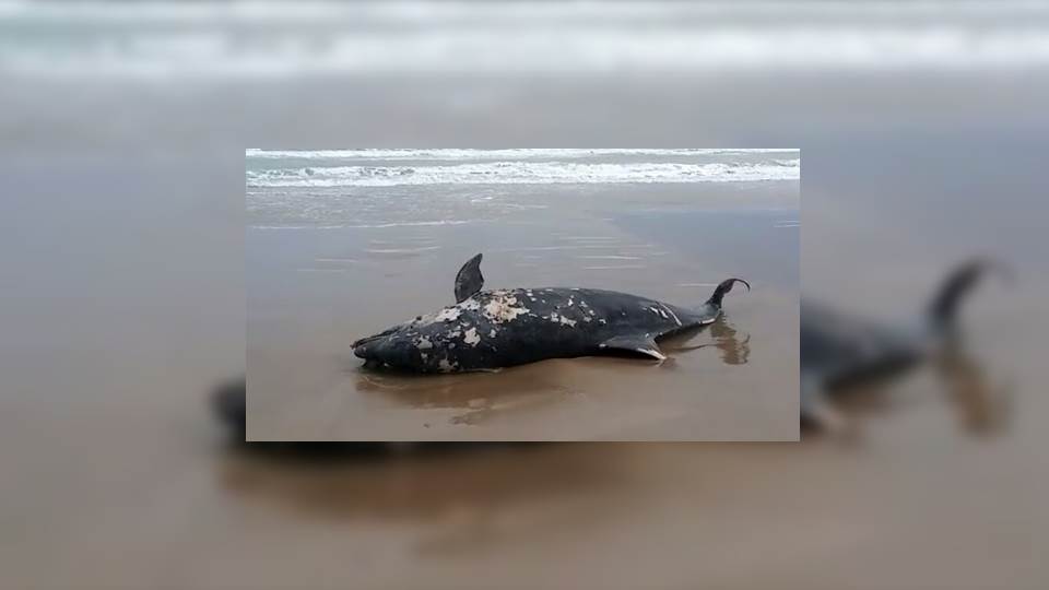 Encuentran a delfín muerto en playa Miramar