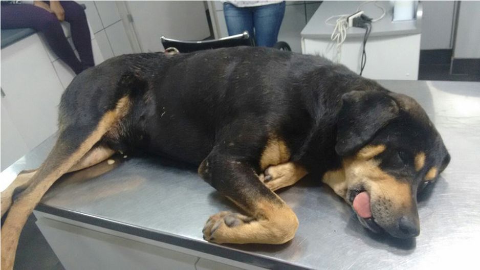 Aplican en Sonora la primera sanción por maltrato animal