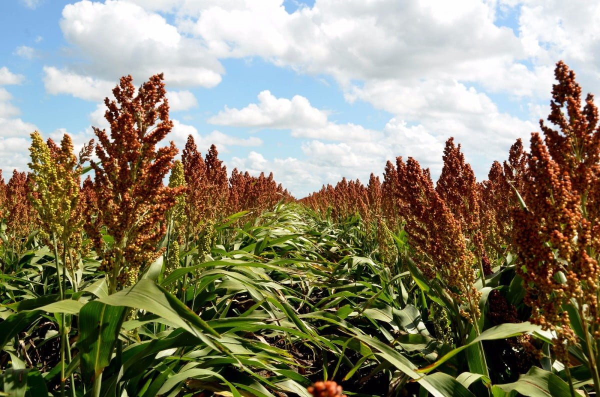 Capacitarán a productores de sorgo en San Fernando