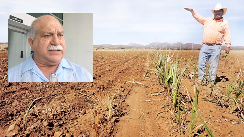 Darán apoyo emergente de 80 millones para productores afectados por sequía