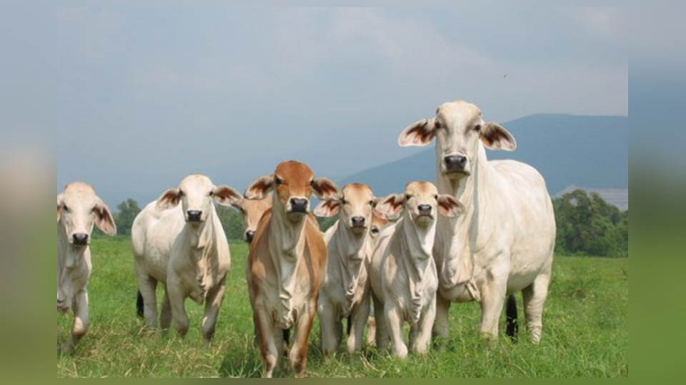 Descartan casos de rabia bovina en Tamaulipas (VIDEO)