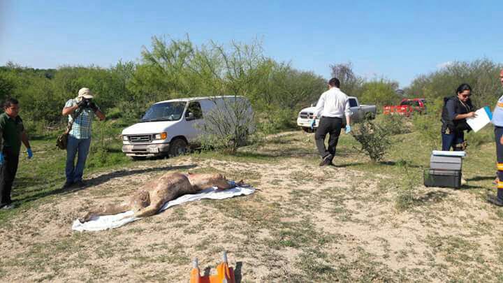 Hallan cadáver en el río Bravo; llevaba una semana bajo el agua