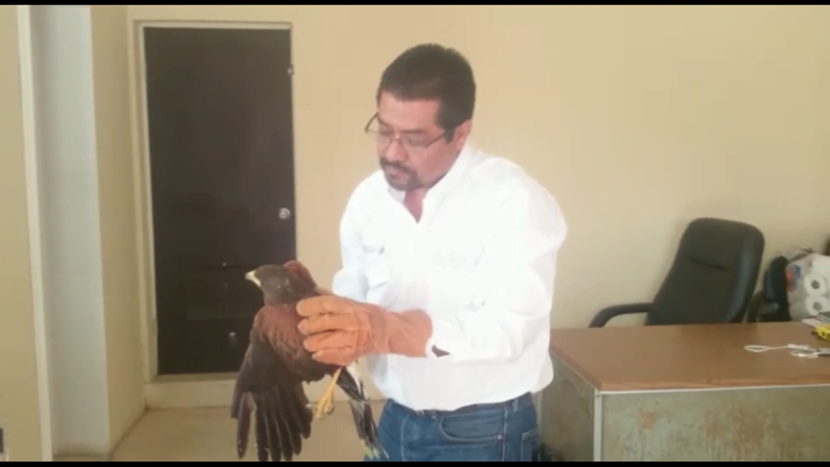 Rescatan ejemplar de Halcón de Harris en Matamoros (VIDEO)