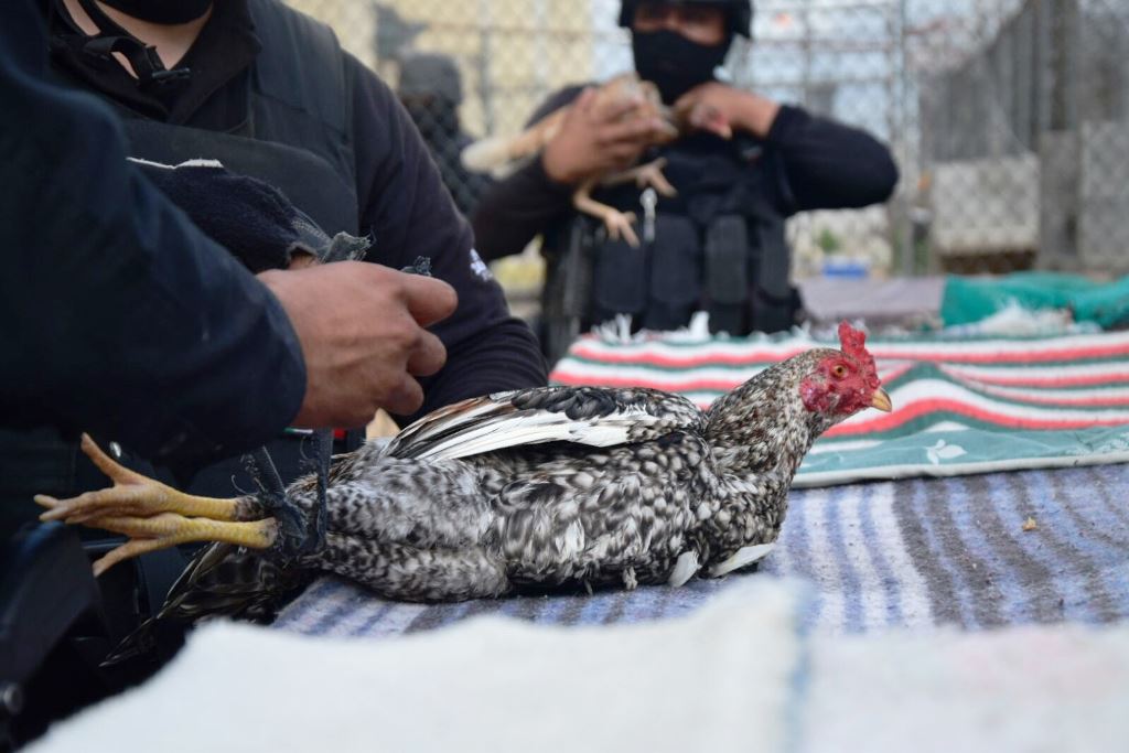 Encuentran gallos de pelea en penal de Tamaulipas