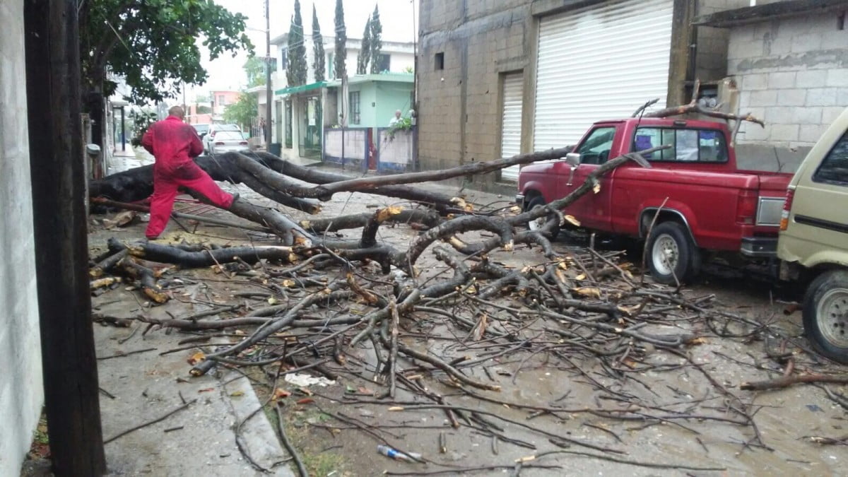 Hundimientos y caída de árboles deja intensa lluvia en Tampico