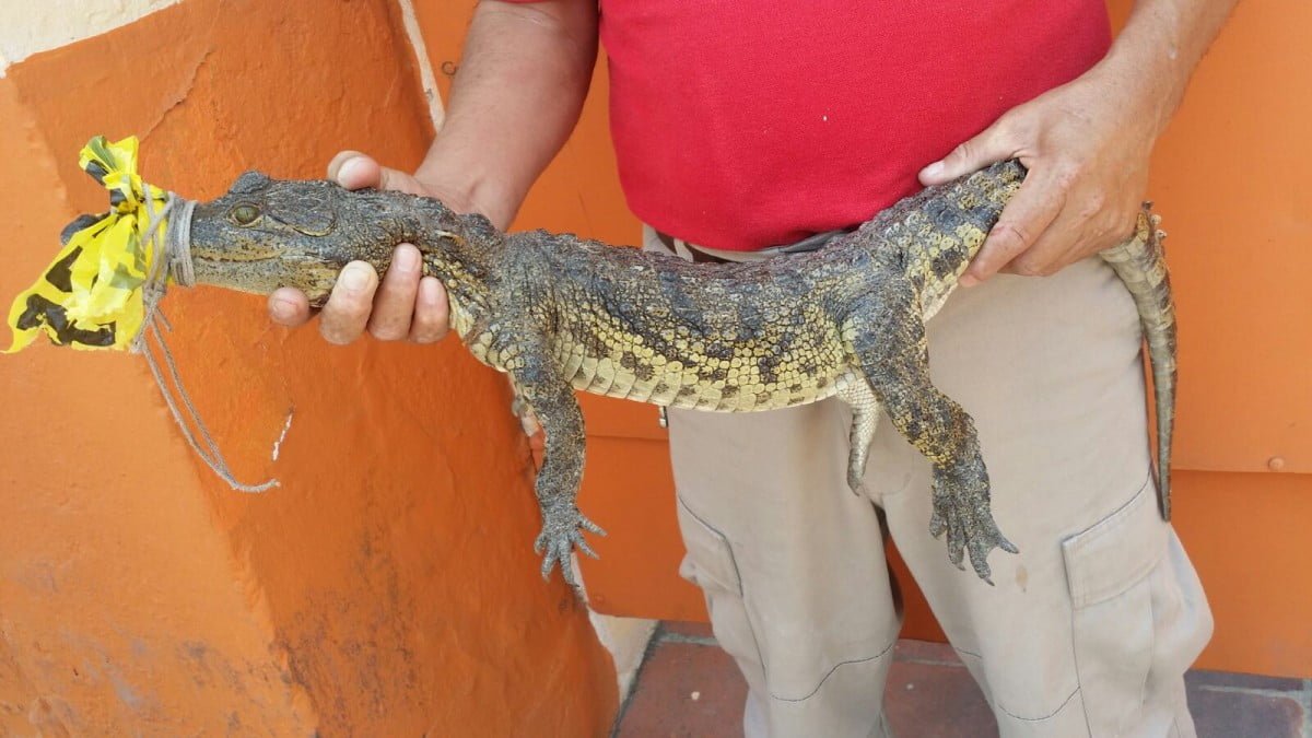 Alarma aparición de cocodrilo en vivienda de Victoria (VIDEO)