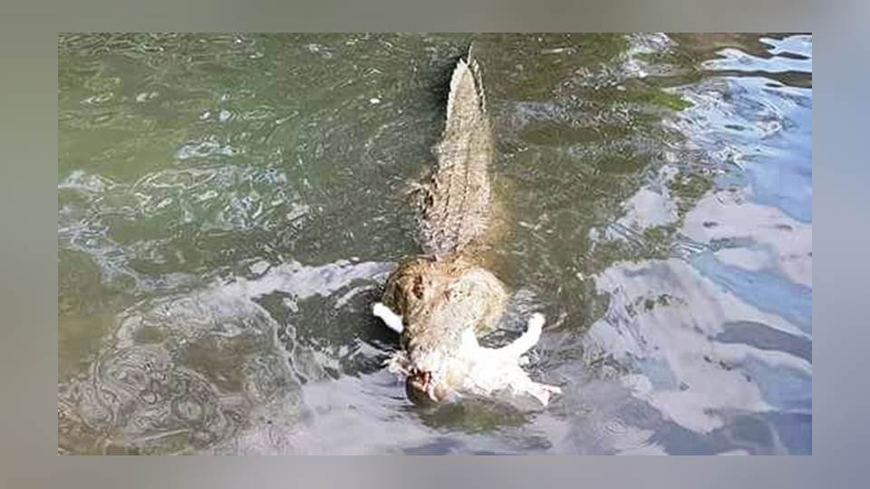 Cocodrilo devora perrito en cercanías de Laguna del Carpintero