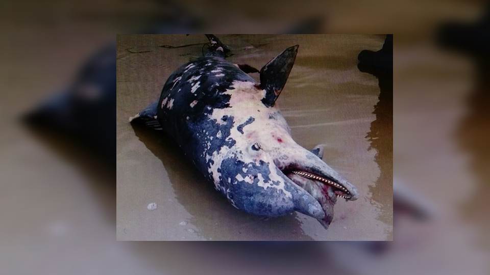 Encuentran delfín muerto en playa de Altamira