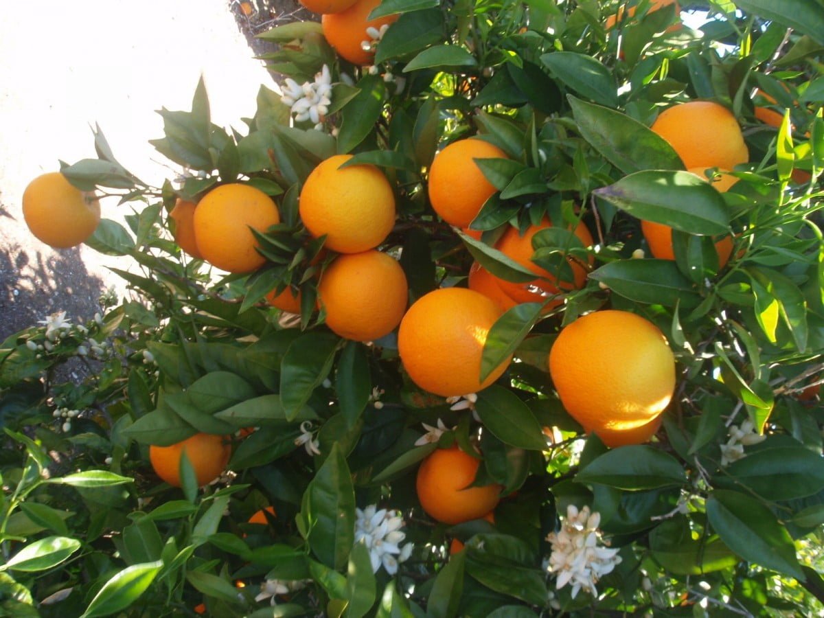 Mermada comercialización de cítricos en Tamaulipas (VIDEO)