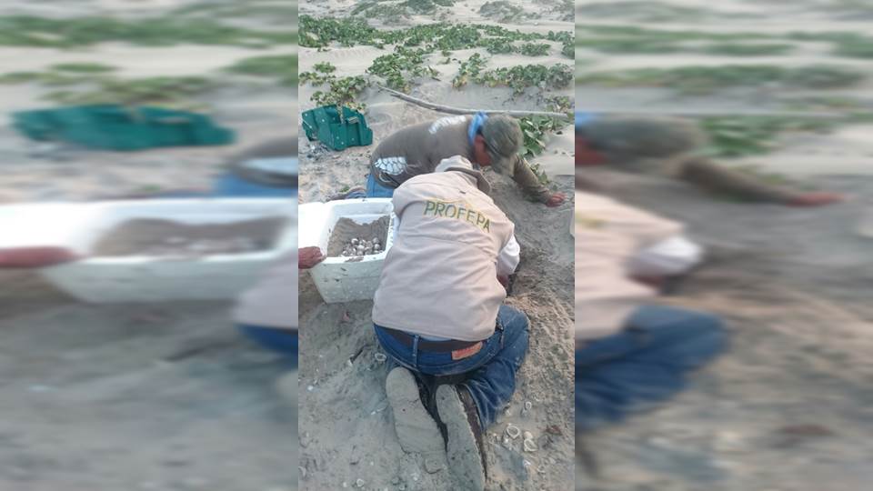 Protege PROFEPA nidos de tortuga Lora en playa Costa Azul