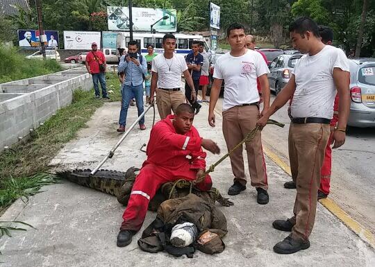 Capturan otro cocodrilo que salió de la Laguna del Carpintero