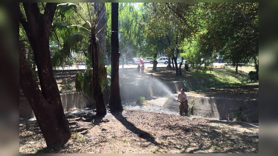Se incendian palmeras al tocar cables de alta tensión