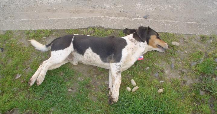 Envenenan a más de 20 perros en Tampico
