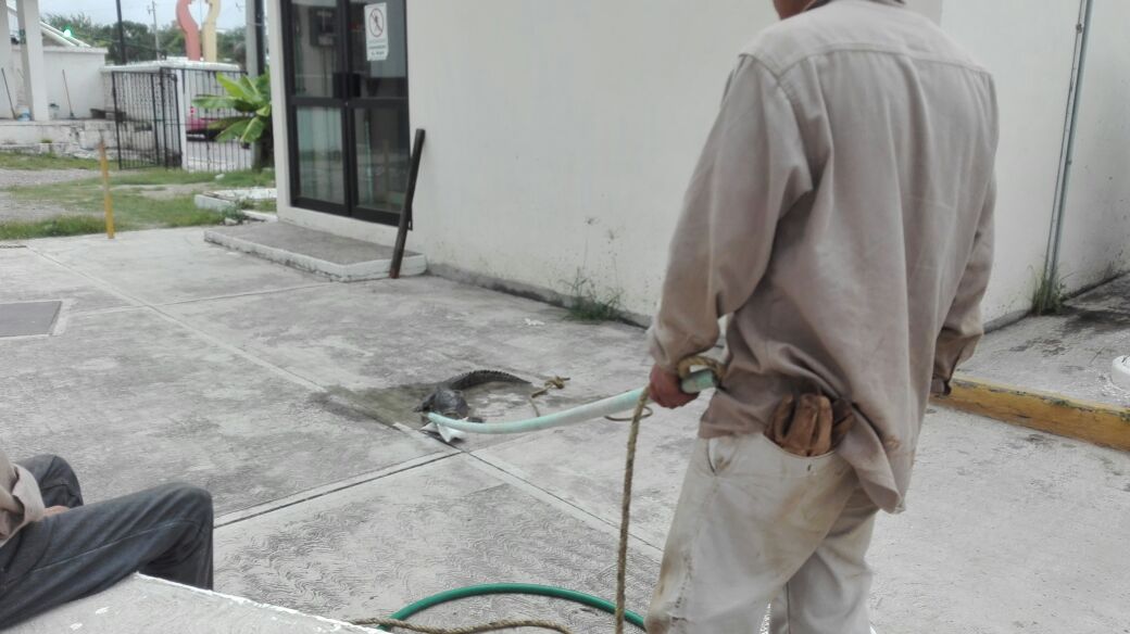 Capturan bomberos a cocodrilo en Tampico